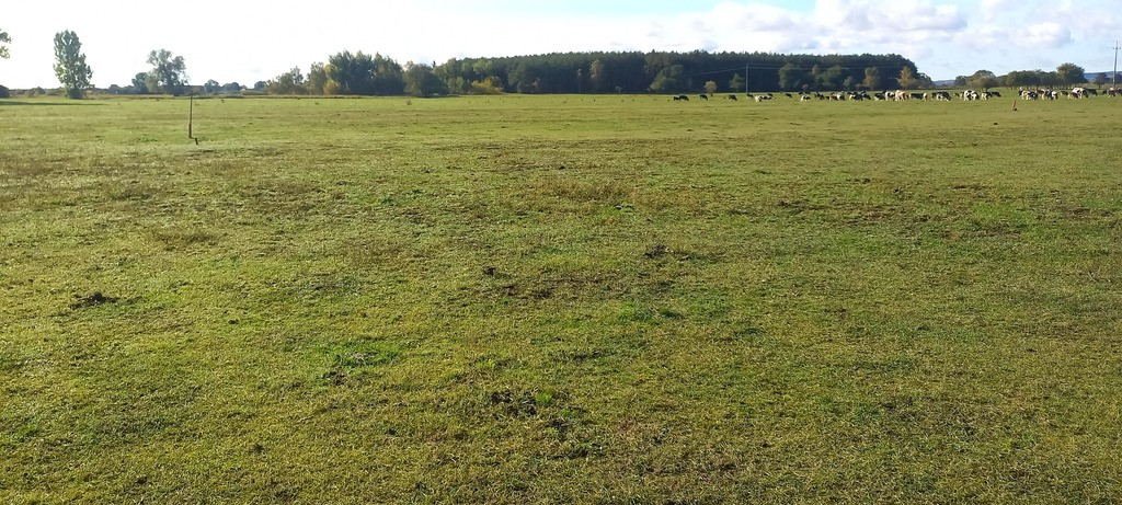Działka Sprzedaż Borzysławiec