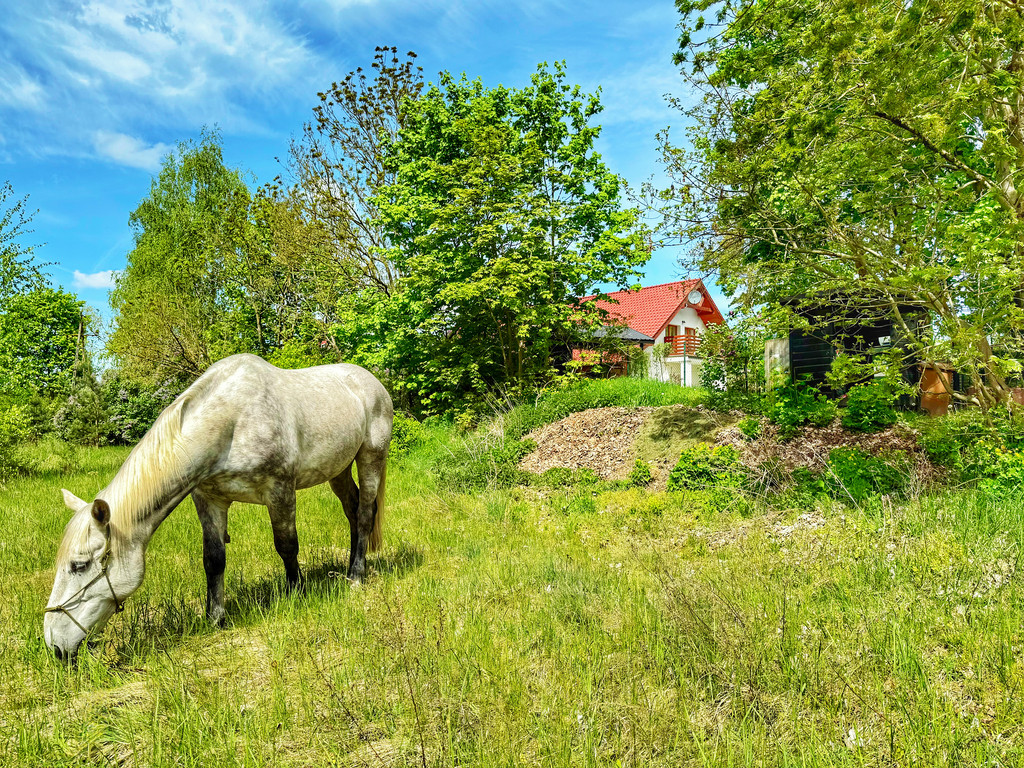 Dom Sprzedaż Trzeszczyn