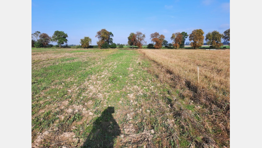 Działka Sprzedaż Kurów