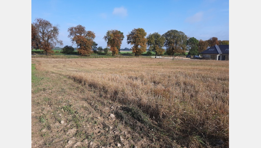 Działka Sprzedaż Kurów