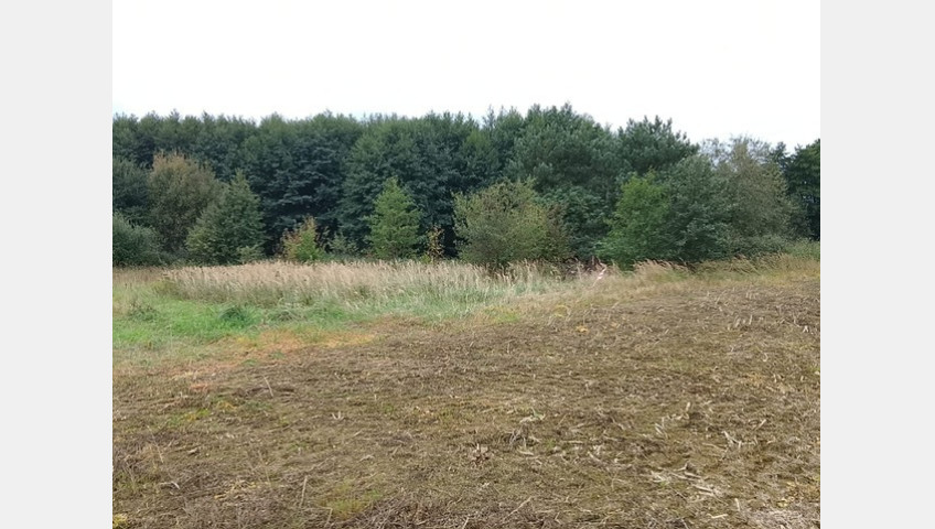 Działka Sprzedaż Stara Dąbrowa
