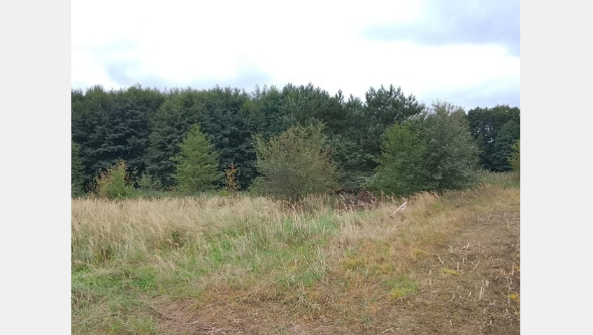 Działka Sprzedaż Stara Dąbrowa