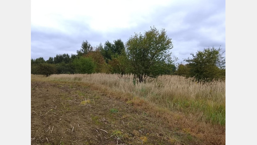 Działka Sprzedaż Stara Dąbrowa