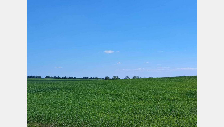 Działka Sprzedaż Grabowo