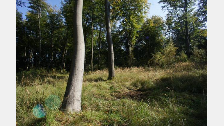 Działka Sprzedaż Dobra