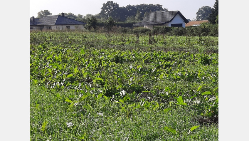 Działka Sprzedaż Kurów Na Klifie