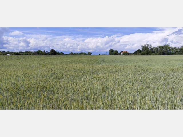 Działka Sprzedaż Żarnowo