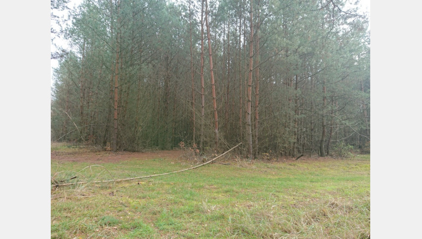 Działka Sprzedaż Starzyce