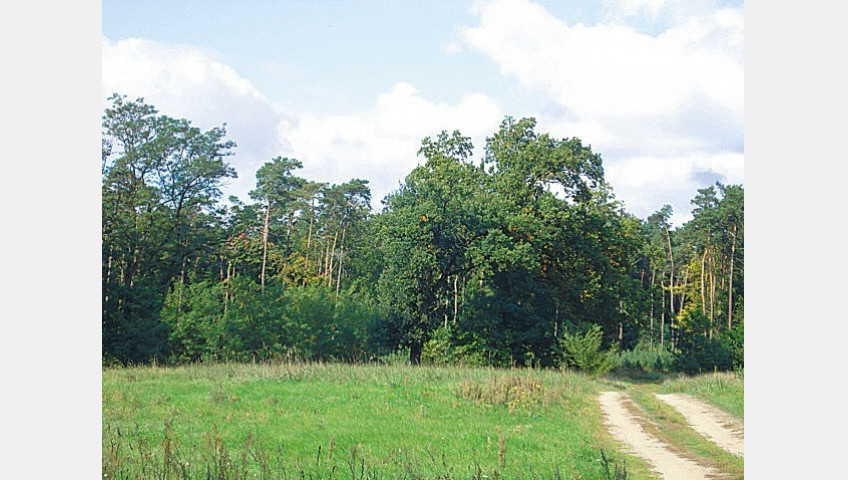 Działka Sprzedaż Kościno