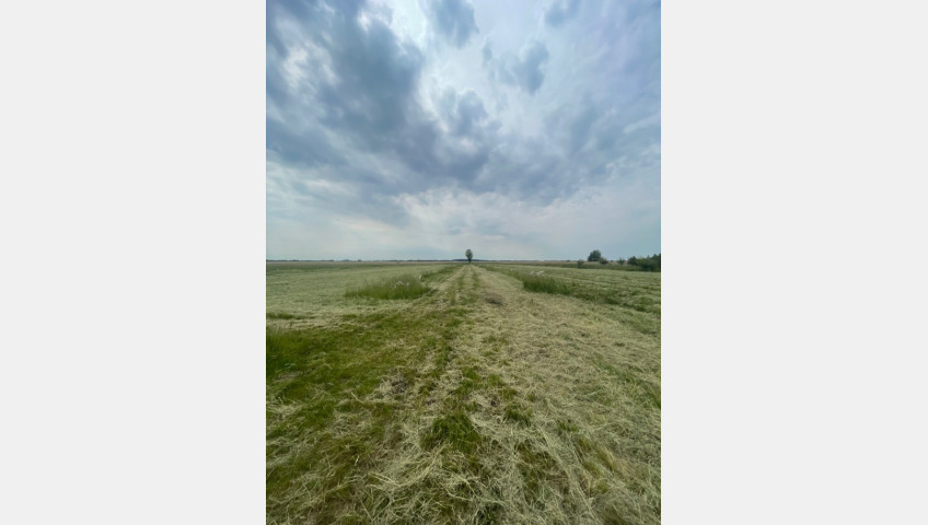 Działka Sprzedaż Wierzbno