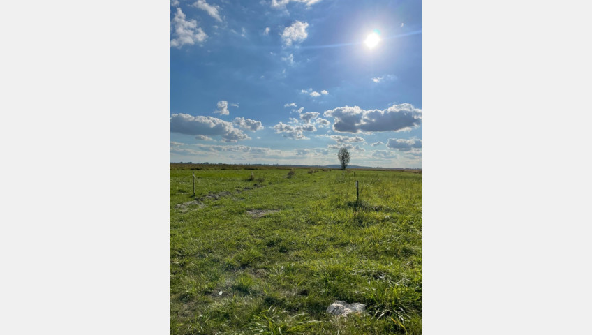 Działka Sprzedaż Wierzbno