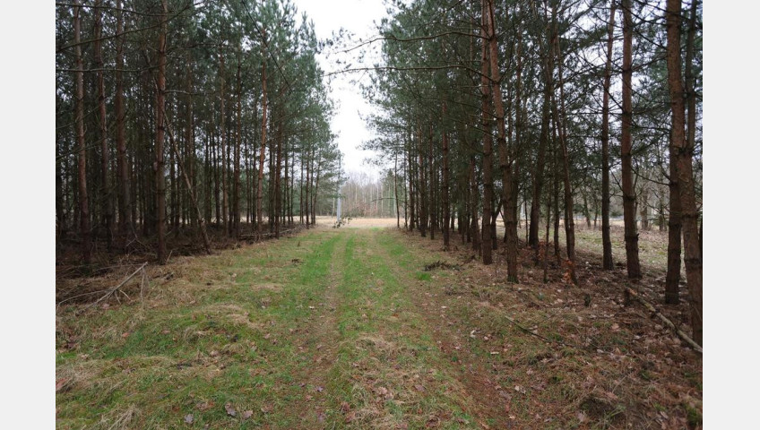 Działka Sprzedaż Krzywice