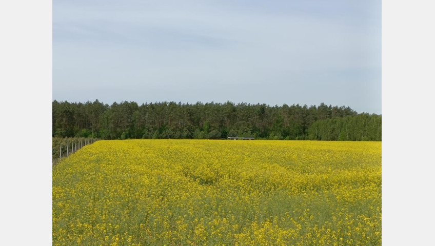 Działka Sprzedaż Stawno