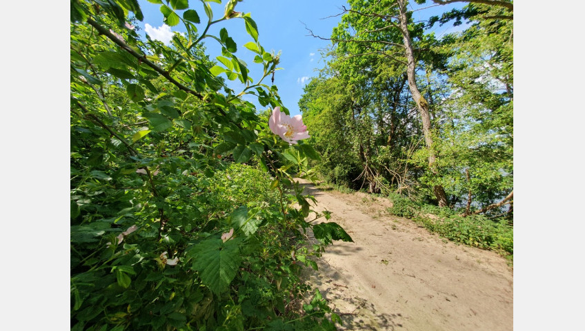 Działka Sprzedaż Zieleniewo