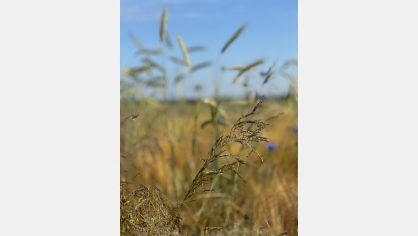Działka Sprzedaż Goleniów